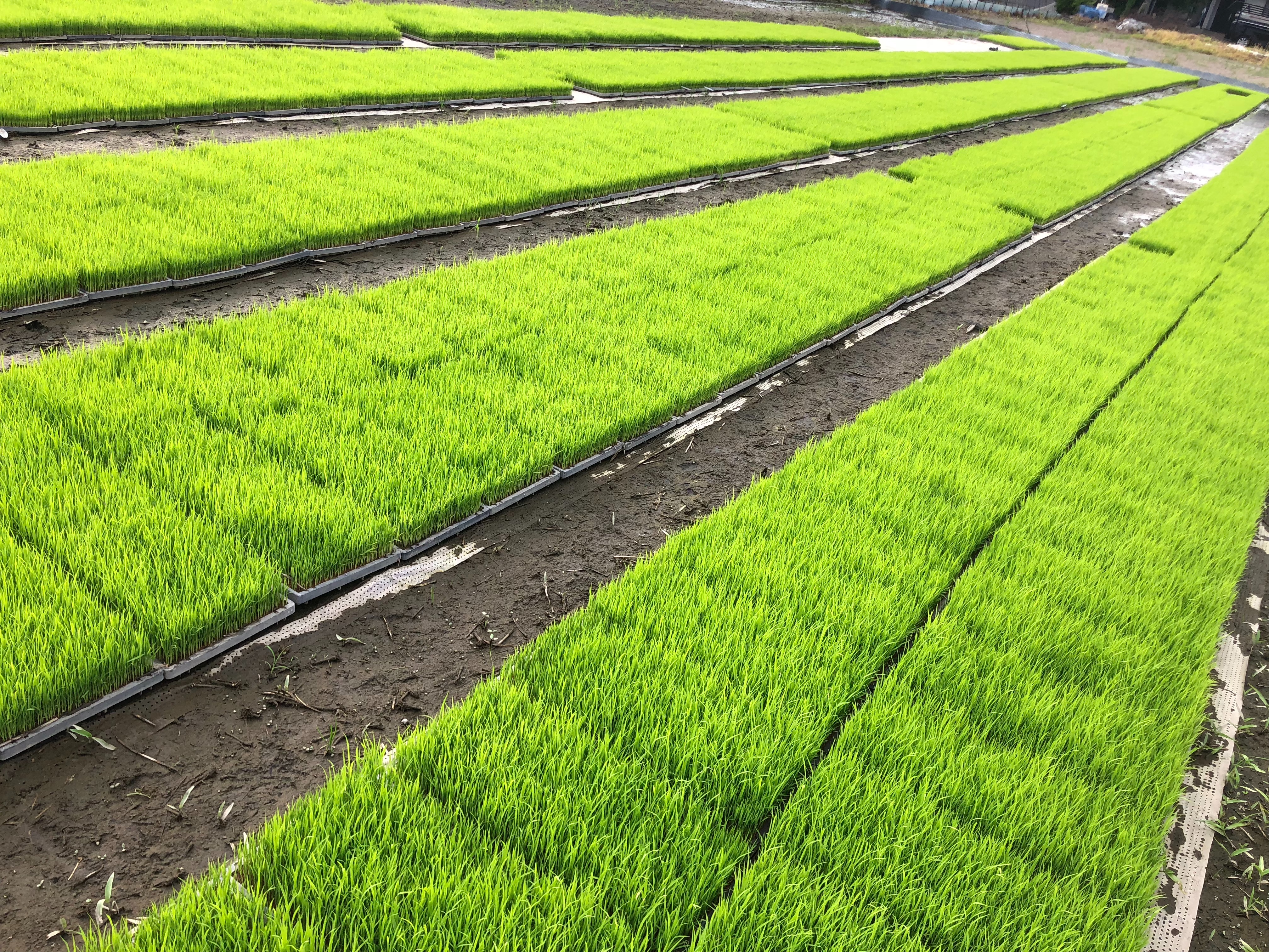 熊本の若手生産者が手がける低タンパク米のその後~HARVESTドリーム企画vol 3〜低タンパク米(LGCソフト)とは？？