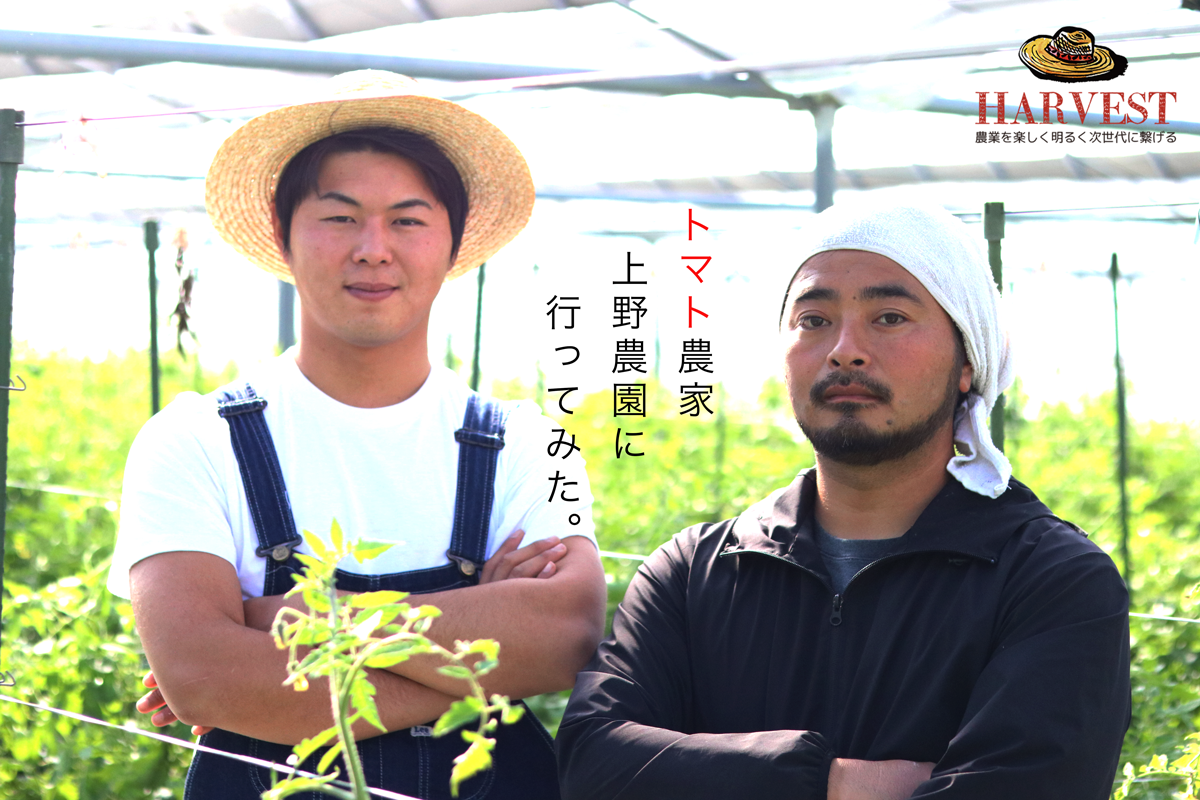 農業インフルエンサー宮本がトマト農家「上野農園」に行ってみた。